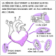 Case 4 de la BD "Cœur à prendre : pourquoi tant de rejet" sur la greffe cardiaque