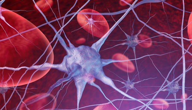 Accident vasculaire cérébral : protéger l’environnement des neurones