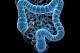 Maladies inflammatoires chroniques de l'intestin : des bactéries pour rétablir l’autodéfense des cellules intestinales